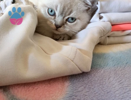 British Shorthair Safkan Yuva Arıyor
