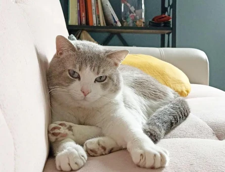 British Shorthair 3 Yaşında Yuva Arıyor