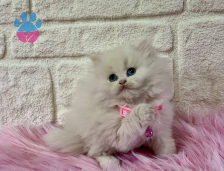Mavi Gözlü British Longhair Dişi 2 Aylık