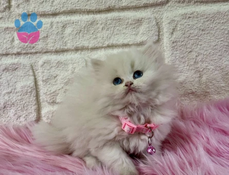 Mavi Gözlü British Longhair Dişi 2 Aylık
