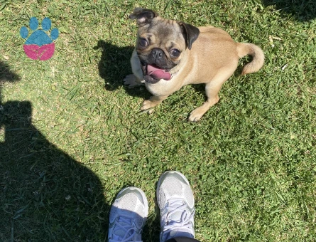4.5 aylık dişi pug