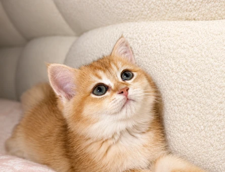 British Shorthair Golden