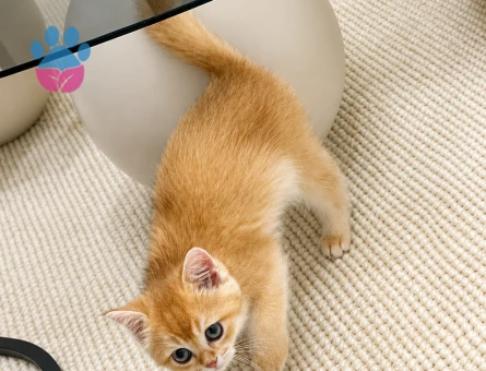British Shorthair Golden