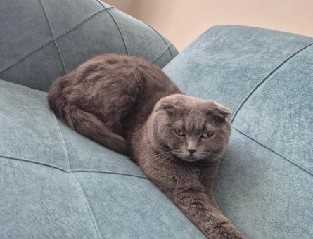 Scottish british kırması kedi