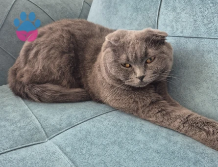 Scottish british kırması kedi