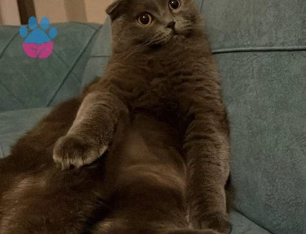 Scottish british kırması kedi