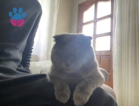 1 Yaşında Scottish Fold Erkek