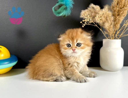 Schotish Fold Golden Longhair Dişi