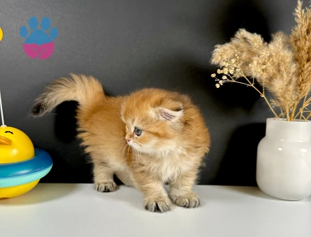 Schotish Fold Golden Longhair Dişi
