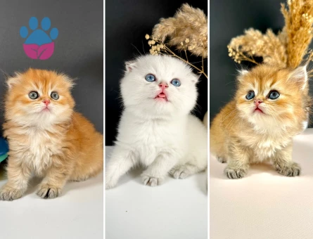 Scottish Strayt Golden Longhair Erkek