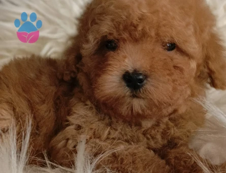 Veteriner teknikerinden ırk ve sağlık garantili Toy Poodle