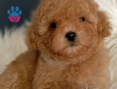 Veteriner teknikerinden ırk ve sağlık garantili Toy Poodle