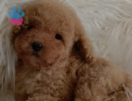 Veteriner teknikerinden ırk ve sağlık garantili Toy Poodle