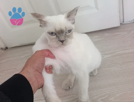 Blue point Kızıma Eş Arıyorum - 118984209