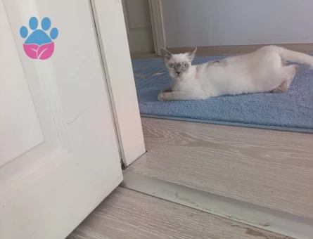 Blue point Kızıma Eş Arıyorum