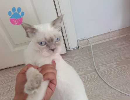 Blue point Kızıma Eş Arıyorum