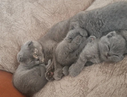 Scottish Fold Bebeklerim yeni yuvalarını arıyorlar - 4636