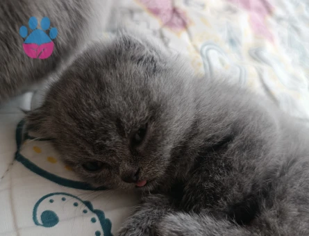 Scottish Fold Bebeklerim yeni yuvalarını arıyorlar