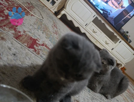 Scottish Fold Bebeklerim yeni yuvalarını arıyorlar