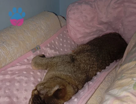 British Shorthair 1 Yaşında Kedim Talip Arıyor - 118984233