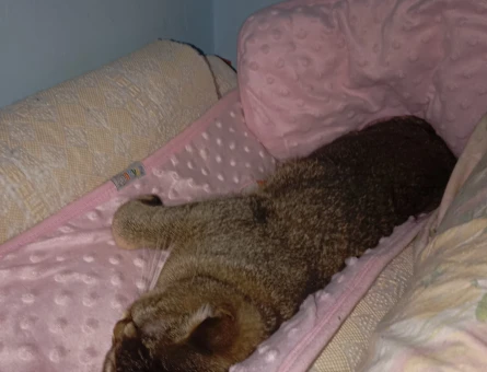 British Shorthair 1 Yaşında Kedim Talip Arıyor - 118984233