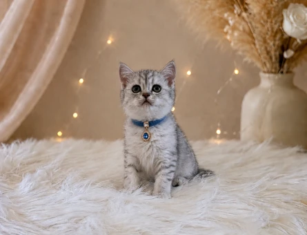 British Shorthair Silver Tabby Yavrumuz - 4639