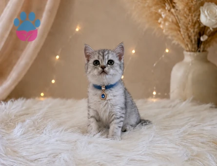 British Shorthair Silver Tabby Yavrumuz