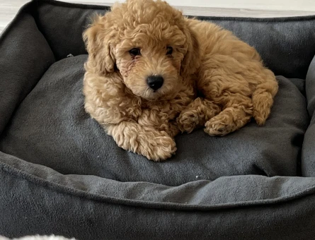 Toy Poodle 2 Aylık Yuva Arıyor - 4645