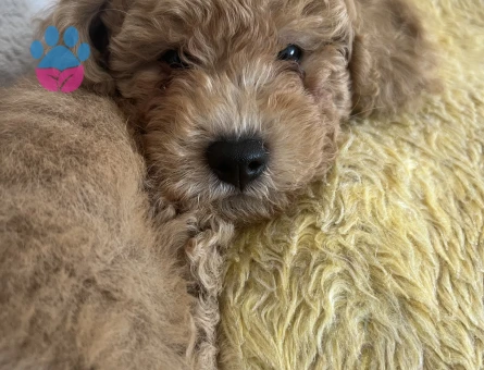 Toy Poodle 2 Aylık Yuva Arıyor