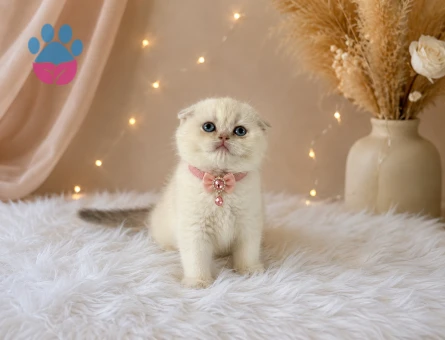Scottish Fold Mavi Gözlü Minnoş