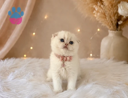 Scottish Fold Mavi Gözlü Minnoş - 4644