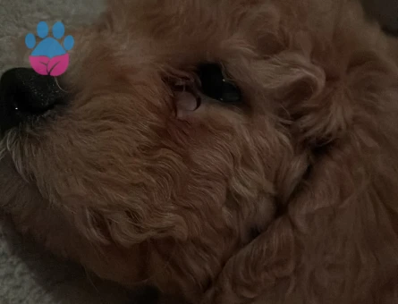 Toy Poodle 2 Aylık Yuva Arıyor