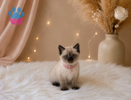 British Shorthair Dişi Yavrumuz 2 Aylık