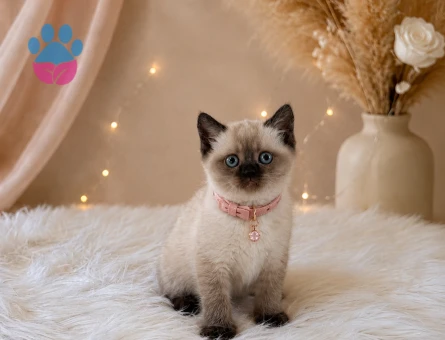 British Shorthair Dişi Yavrumuz 2 Aylık