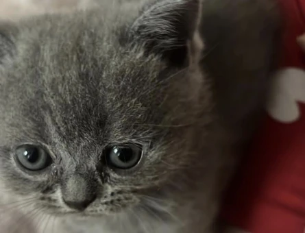 british blue yavrular 10 mayıs doğumlular - 4649