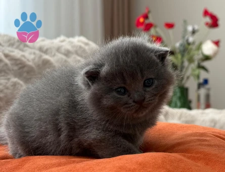 50 günlük gri scottish fold