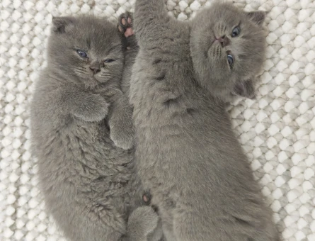 50 günlük gri scottish fold - 4652