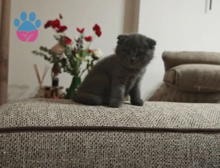 50 günlük gri scottish fold