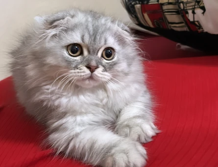 Scottish fold 4 Aylık - 4653