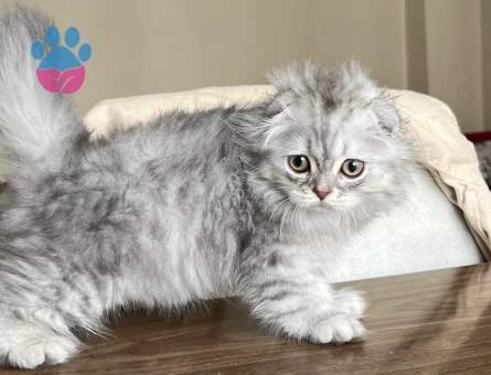 Scottish fold 4 Aylık