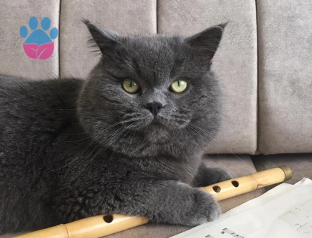 British Shorthair 5 Yaşında Yuva Arıyoruz