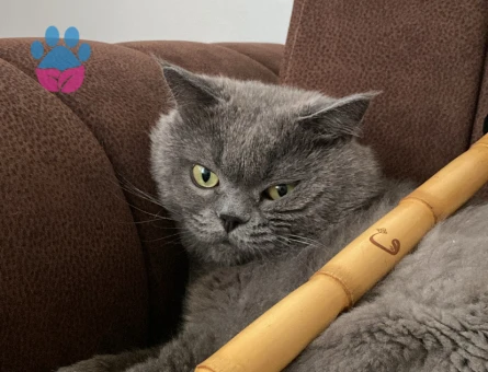 British Shorthair 5 Yaşında Yuva Arıyoruz