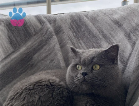 British Shorthair 5 Yaşında Yuva Arıyoruz