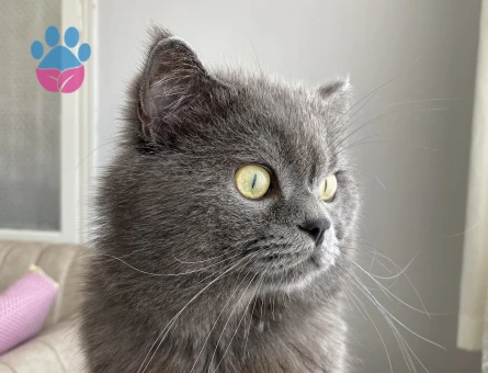 British Shorthair 5 Yaşında Yuva Arıyoruz