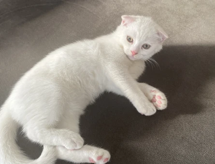 Scottish fold 1 Yaşında Erkek Kedimiz - 5264