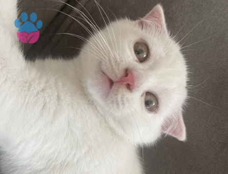 Scottish fold 1 Yaşında Erkek Kedimiz
