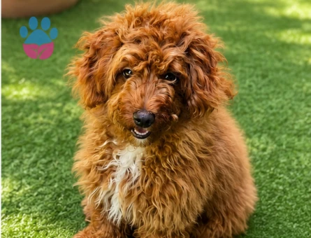 Sevimli köpeğimiz Çilek - 5265