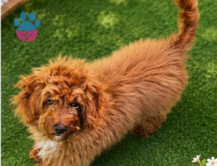 Sevimli köpeğimiz Çilek