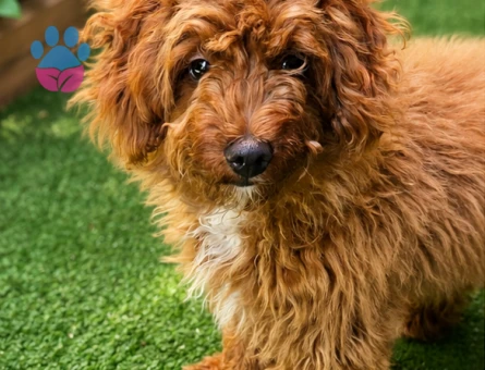Sevimli köpeğimiz Çilek