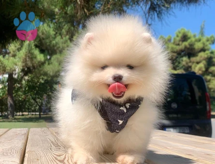 Boo Pomeranian Mini Boy Bebekler